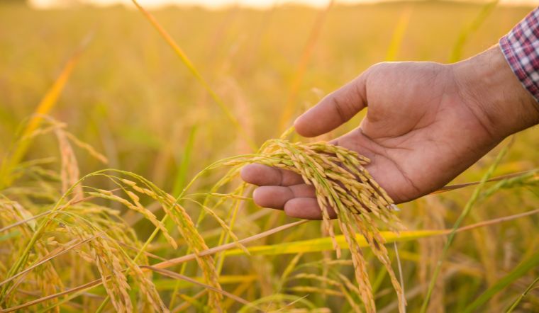 Giá lúa gạo hôm nay 09/02/2023: Duy trì ở mức ổn định