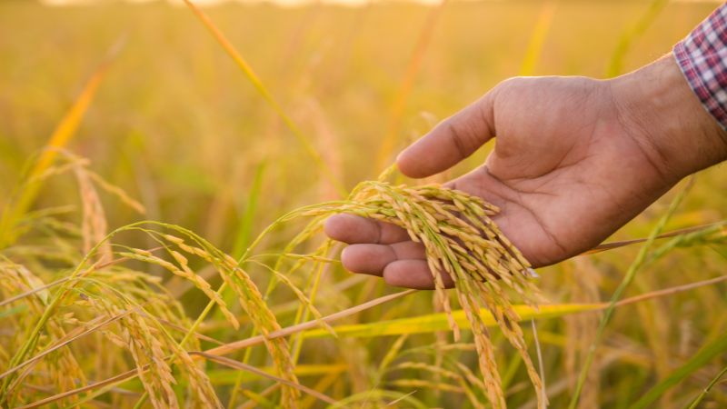 Giá lúa hôm nay 09/02