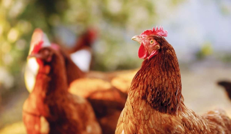 Giá gia cầm hôm nay 10/02/2023: Thị trường giá đi ngang