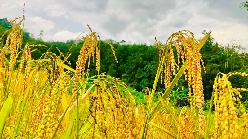 Giá lúa hôm nay 10/02