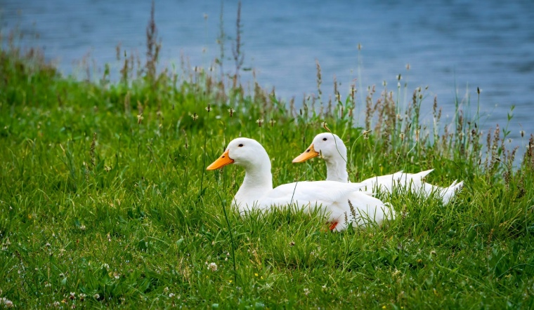 Giá gia cầm hôm nay 11/02/2023: Yên ắng ngày cuối tuần