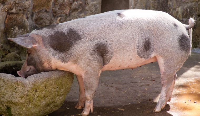 Giá heo hơi hôm nay 11/2/2023: Tăng - giảm trong 1.000 đồng/kg