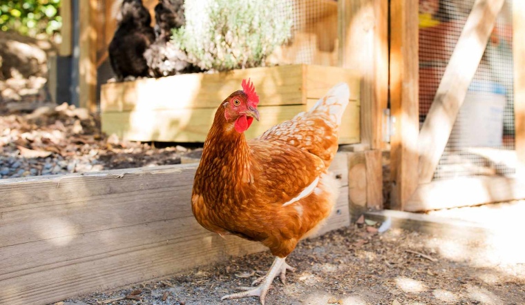 Giá gia cầm hôm nay 13/02/2023: Đồng loạt giảm giá ở hầu hết các địa phương