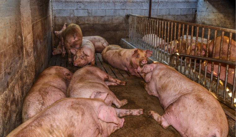 Giá heo hơi hôm nay 13/2/2023: Không ghi nhận biến động mới