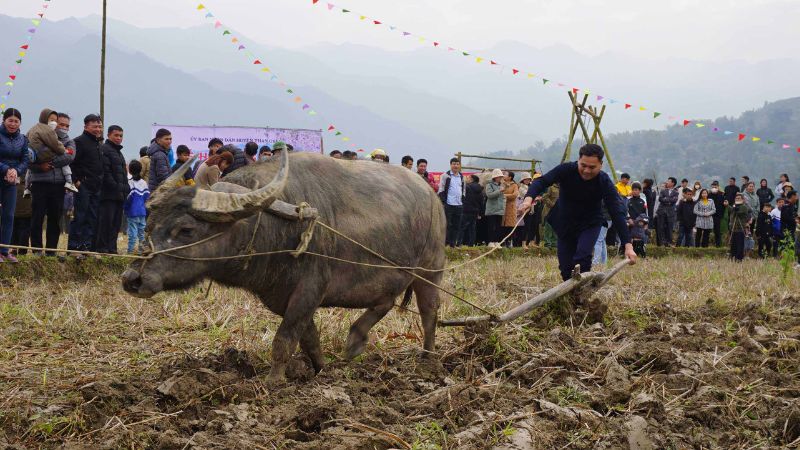 Chọn ra một con trâu thật khỏe mạnh và tốt dáng