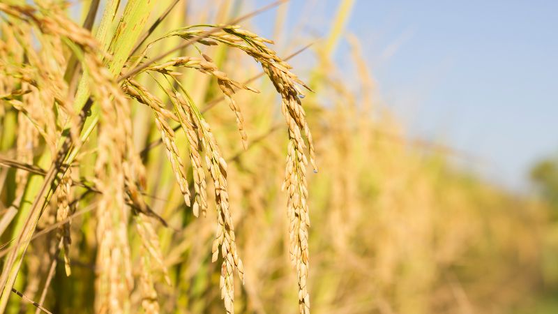 Giá lúa hôm nay 13/02 Giá lúa hôm nay 13/02