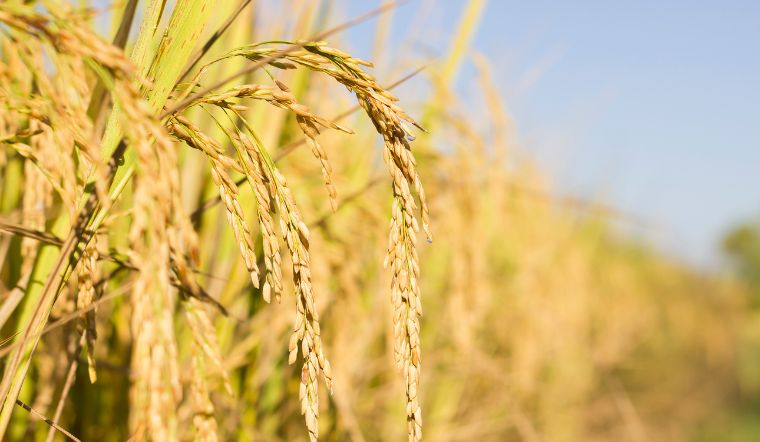 Giá lúa gạo hôm nay 13/02/2023: Lúa Đài thơm 8 tăng 100 đồng/kg