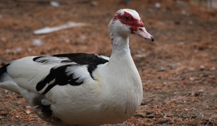 Giá gia cầm hôm nay 14/02/2023: Giá vịt tại Hà Nội tiếp tục giảm nhẹ