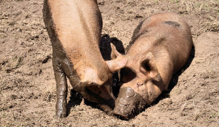 Giá heo hơi hôm nay 14/2/2023: Giảm cao nhất 2.000 đồng/kg