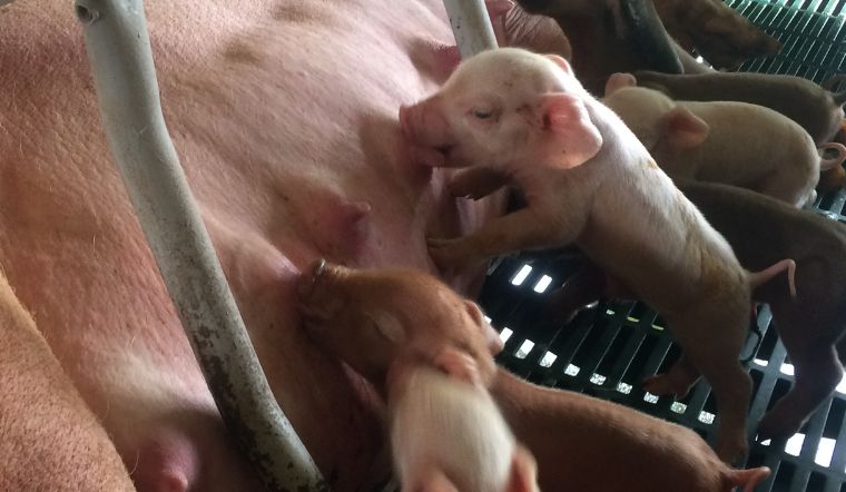 Giá heo hơi hôm nay 15/2/2023: Giảm cao nhất 3.000 đồng/kg