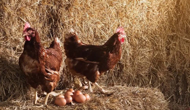 Giá gia cầm hôm nay 15/02/2023: Tạm thời chững giá