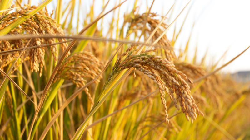 Giá lúa hôm nay 15/02