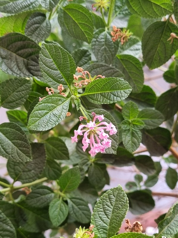 galaxy s21 galaxy s21