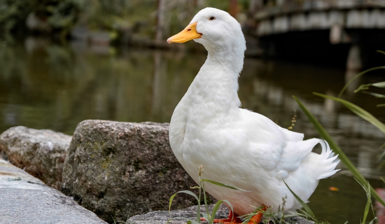 Giá gia cầm hôm nay 16/02/2023: Giá vịt tại một số địa phương tăng