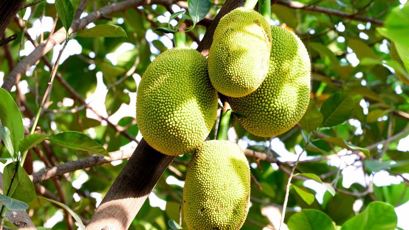 Trái mít non bị vạt đầu có nên để lại trên cây