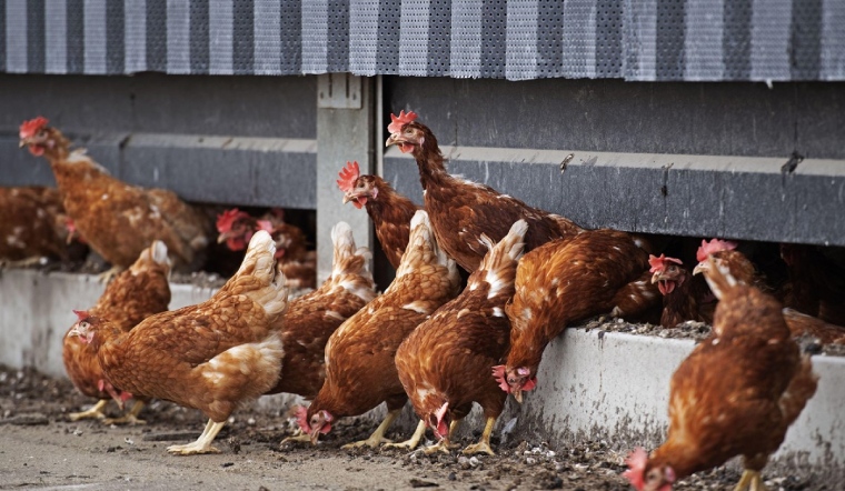 Giá gia cầm hôm nay 17/02/2023: Thị trường nhiều biến động