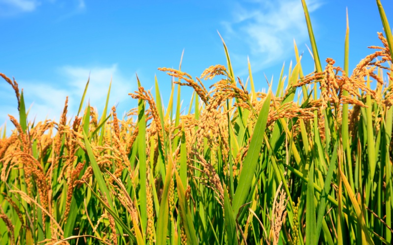 Giá lúa hôm nay 17/02 Giá lúa hôm nay 17/02