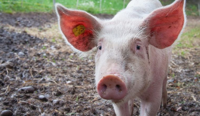 Giá heo hơi hôm nay 17/02/2023: Không đổi so với hôm qua