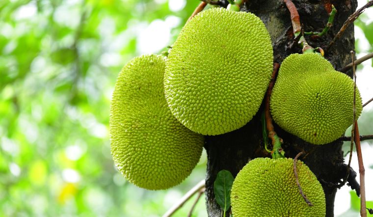 Giá mít Thái hôm nay 17/02/2023: Tương đương hôm qua