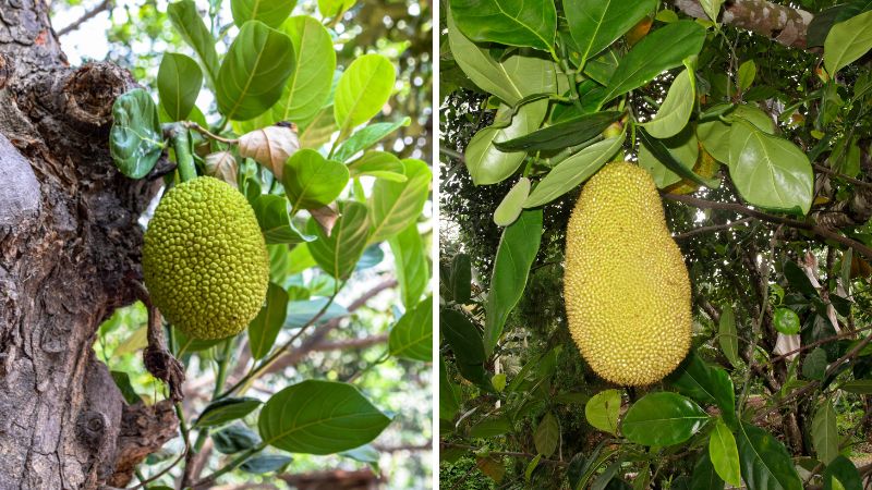 Trái mít non bị vạt đầu có nên để lại trên cây