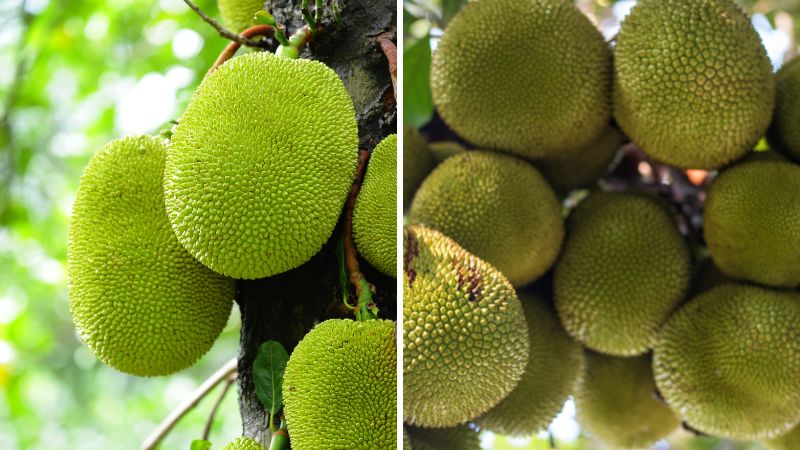 Giá mít Thái hôm nay 17/02/2023