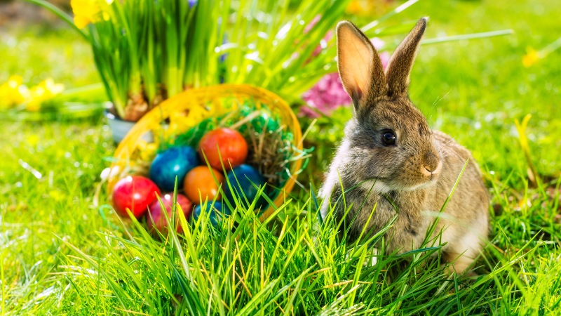 What is an Easter Bunny? Easter Bunny Symbol Meaning