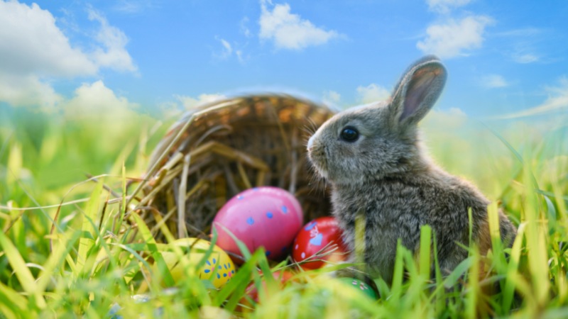 Hình ảnh đẹp về thỏ Phục Sinh
