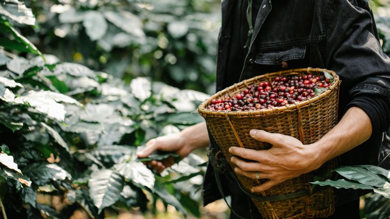 Giá cà phê trong nước hôm nay Giá cà phê trong nước hôm nay