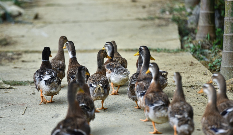 Giá gia cầm hôm nay 18/02/2023: Giá vịt đồng loạt tăng