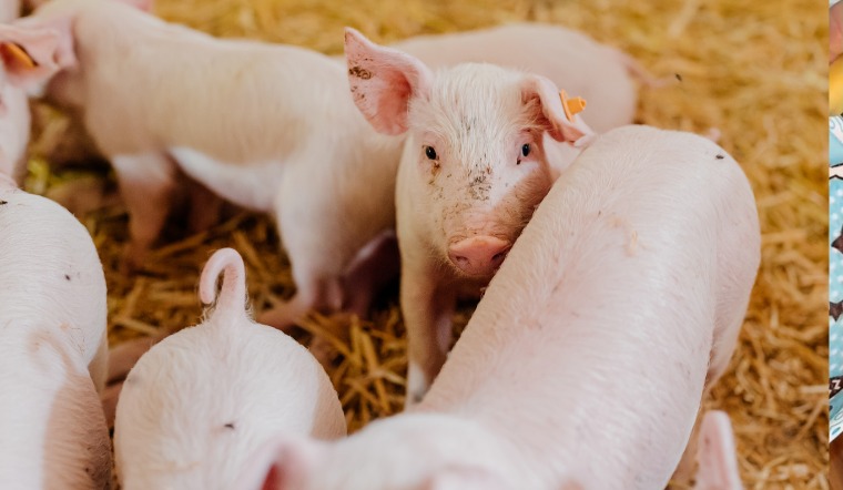 Giá heo hơi hôm nay 18/02/2023: Tiếp tục đi ngang giá