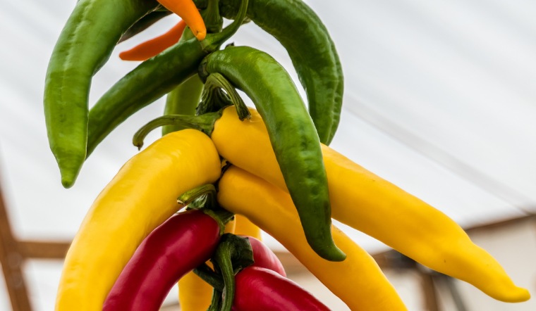 Giá ớt hôm nay 18/02/2023: Không tăng không giảm