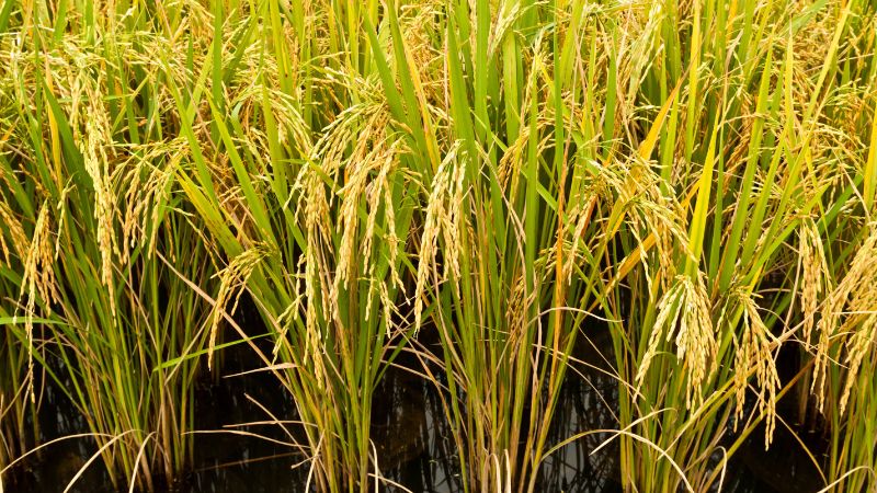 Giá lúa hôm nay 18/02