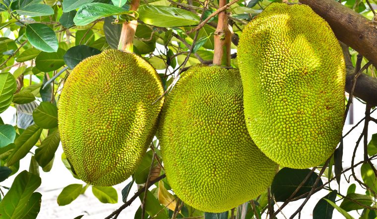 Giá mít Thái hôm nay 18/02/2023: Giá không thay đổi