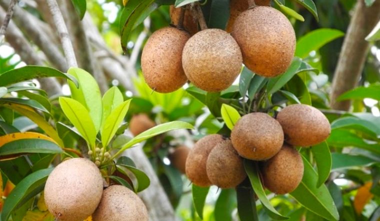 Cây lồng mứt là cây gì? Ý nghĩa, hình ảnh, cách trồng, chăm sóc tại nhà