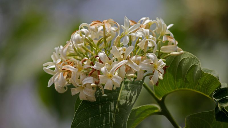 Hình ảnh đẹp về cây lồng mức ra hoa