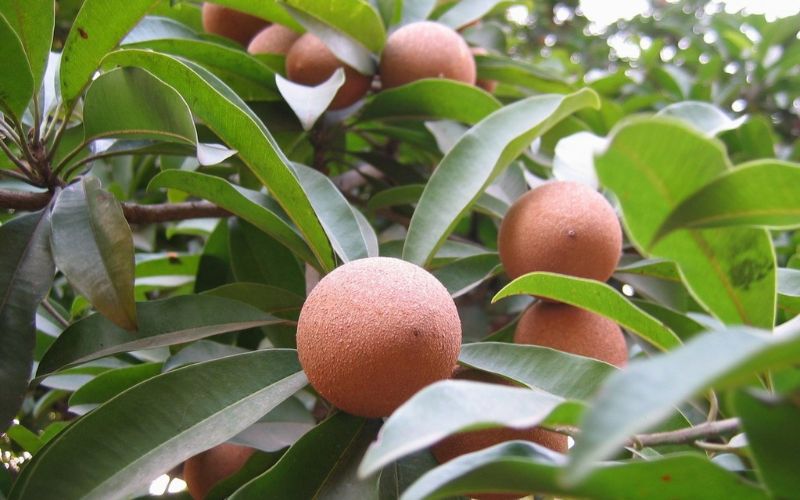 Cách trồng cây lồng mứt tại nhà