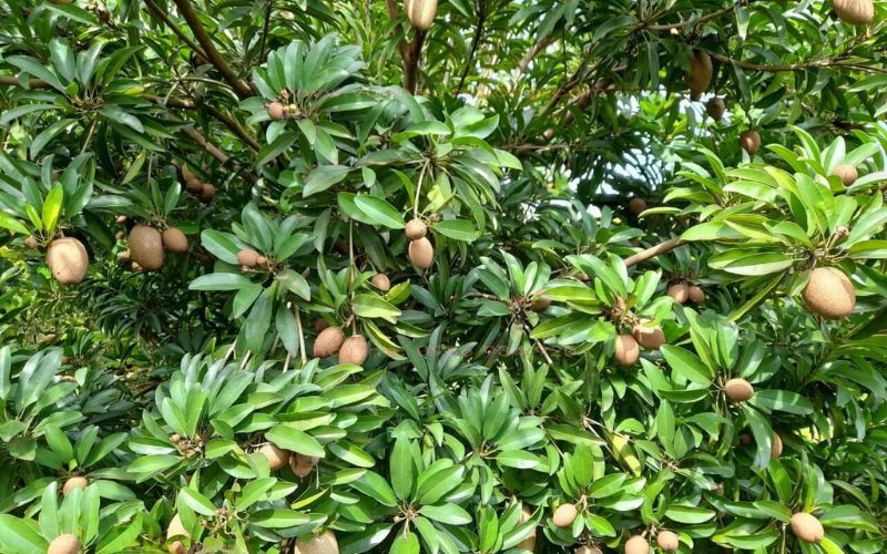 Lưu ý khi trồng và chăm sóc cây lồng mứt
