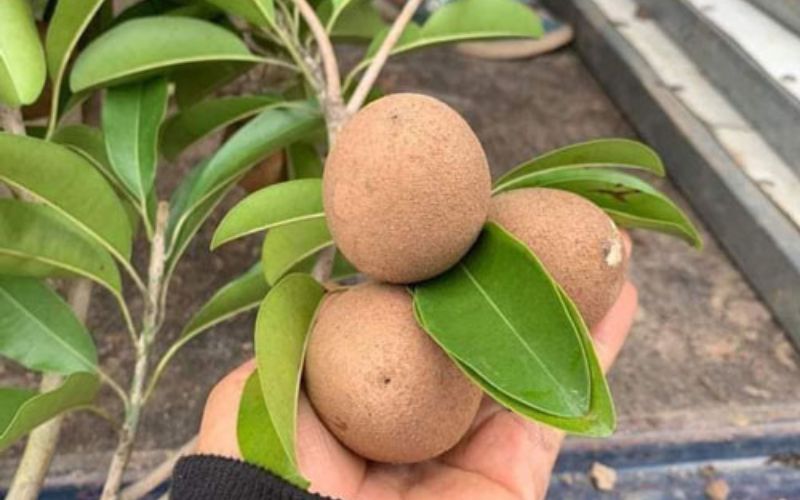 Trái lồng mứt (hồng xiêm)