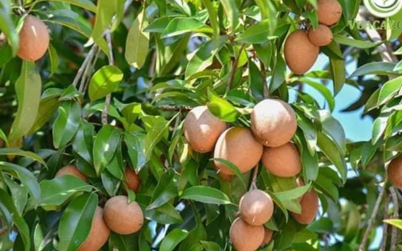 Cây lồng mứt (hồng xiêm)
