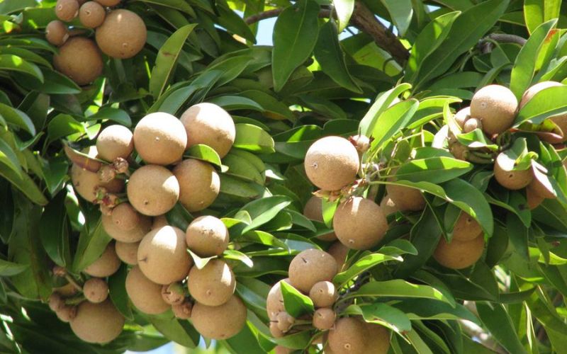Cây lồng mứt đầy trái