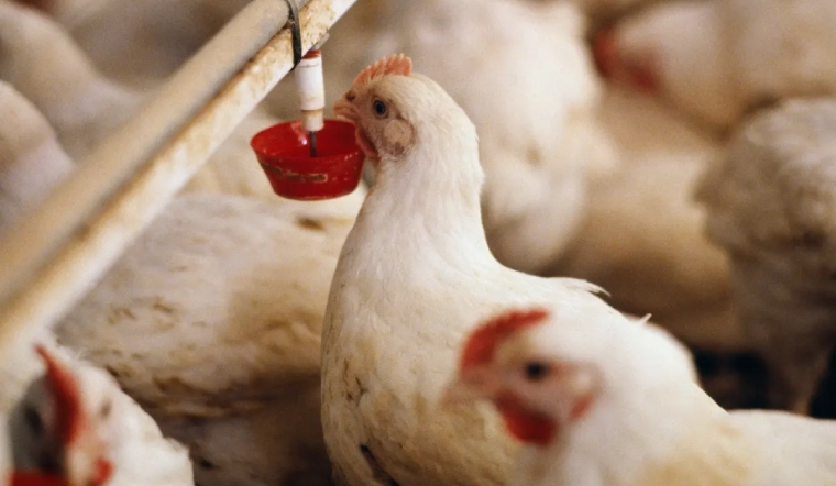 Giá gia cầm hôm nay 20/02/2023: Khởi đầu tuần mới bình ổn