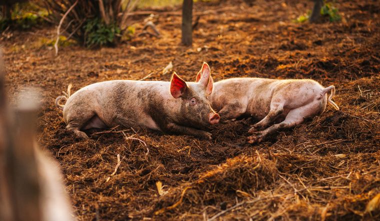 Giá heo hơi hôm nay 20/2/2023: Giá bình ổn không có chuyển biến