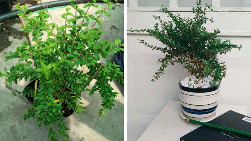Cây hàm hương được sử dụng thực hiện bonsai