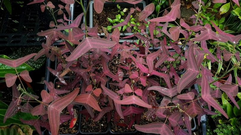 Beautiful pots of red butterfly tree