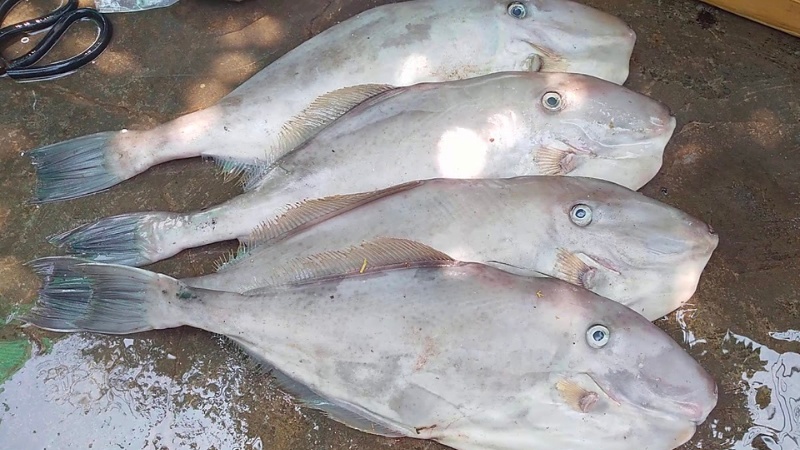 What is Cattle Fish? How much? How to choose to buy good fish skin