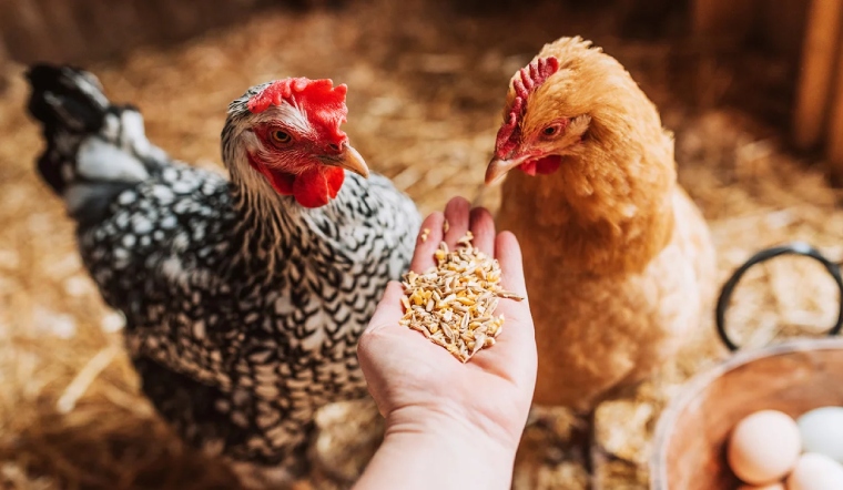 Giá gia cầm hôm nay 21/02/2023: Giá gà Mía giảm mạnh