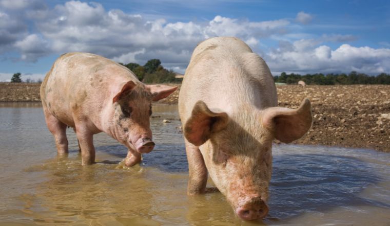 Giá heo hơi hôm nay 21/2/2023: Giảm từ 1.000 đến 2.000 đồng/kg