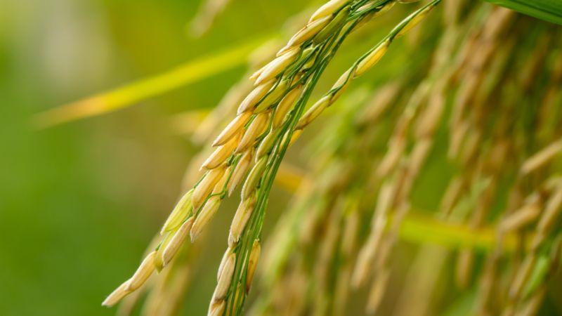 Giá lúa hôm nay 21/02