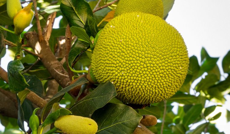 Giá mít Thái hôm nay 21/02/2023: Giá mít vẫn bình ổn