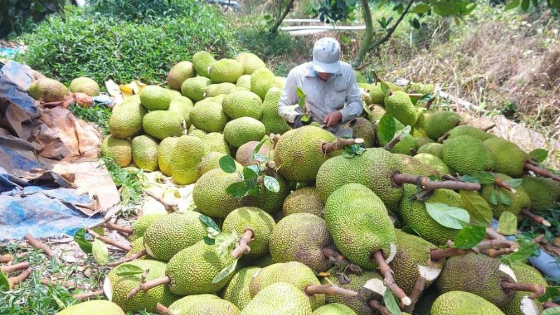 Giá mít Thái hôm nay 21/02/2023